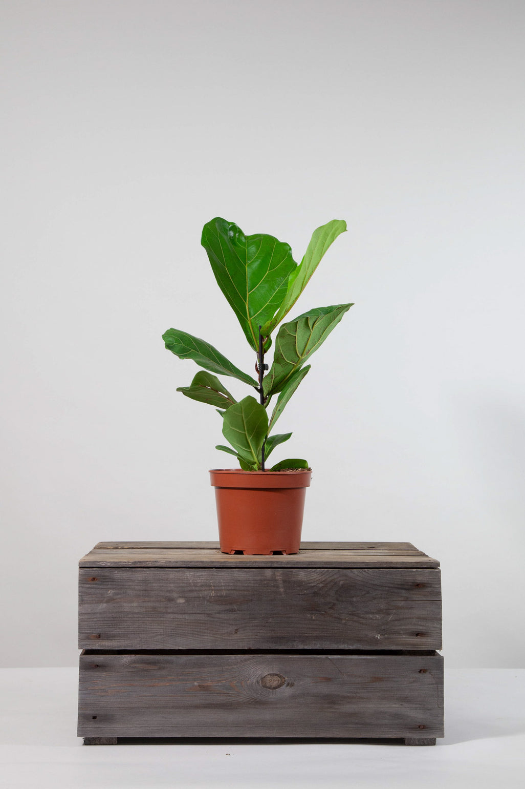 files/IndoorPlants-StudioShots13.11.2023-395.jpg